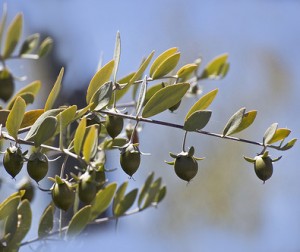 Jojoba seeds